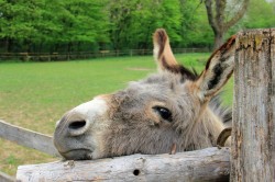 a pensar morreu um burro