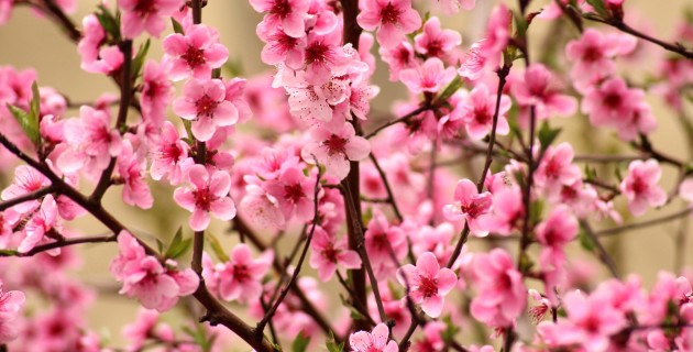 Abril Abril